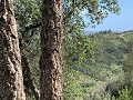 Wandelen tussen kurk en eucalyptusbomen