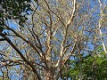 Een prachtige Eucalyptusboom