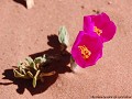 Argentina - San Agustí­n del Valle Fértil - PN Tal