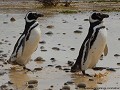 Argentina - Punta Tombo ('Pingüino de Magallanes')
