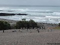 Argentina - Punta Tombo ('Pingüino de Magallanes')