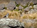 Argentina - 04072013 - PN Quebrada del Condorito -