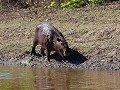 Een capibara