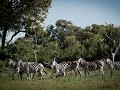 Okavango Delta - Moremi Game Reserve