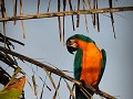 Brazil - 06252013 - Pantanal - DSC 0311-1