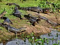 Brazil - 06272013 - Pantanal - DSC 0439-1