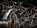 Brazil - 06282013 - Pantanal - DSC 0370-1