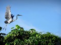 Brazil - 06282013 - Pantanal - DSC 0632-1