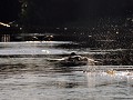 Brazil - 06282013 - Pantanal - DSC 0782-1