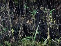 Brazil - 06282013 - Pantanal - DSC 0448-1
