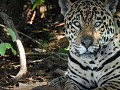 Brazil - 06282013 - Pantanal - DSC 0498-1