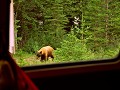Canada - 07182014 - Rocky Mountains - Jasper NP - 