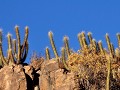 Chile - 04212012 - Hurtado (Hacienda Los Andes) - 