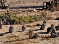 Chile - 04262012 - PN Pan de Azucar - DSC 0365