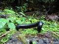 Reserva Biológica Bosque Nuboso Monteverde