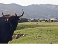mongolie - 07202011 - orkhon waterval - dsc 0330