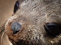 Namibia - 12072011 - Cape Cross - DSC 0999