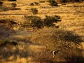 Namibia - 12072011 - Spitzkoppe - DSC 0130