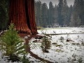 USA - 04282014 - California - Sequoia NP - DSC 094