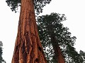 USA - 04282014 - California - Sequoia NP - DSC 095