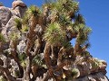 USA - 04052014 - California - Joshua Tree NP - DSC