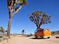 USA - 04062014 - California - Joshua Tree NP - DSC