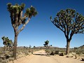 USA - 04062014 - California - Joshua Tree NP - IMG