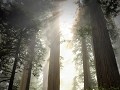 USA - 05092014 - California - Redwood NP - DSC 044