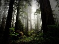 USA - 05092014 - California - Redwood NP - DSC 046