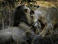 South Luangwa National Park
