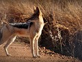 Zuid Afrika - 10052016 - Pilanesberg Nationaal Par