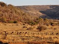 Zuid Afrika - 10062016 - Pilanesberg Nationaal Par