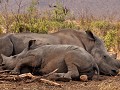 Zuid Afrika - 10082016 - Pilanesberg Nationaal Par