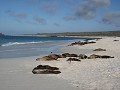rustende kolonie zeeleeuwen