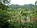 Salento: Organic coffee plantation