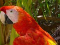 Chico, my red macaw friend