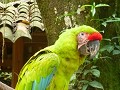 Green macaw, bird park Copan