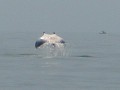 We were incredibly lucky to see this manta ray (4 