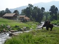Olifantje rijden in Chiang Mai...