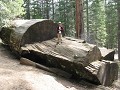 Gevelde sequoia