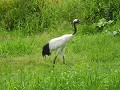 kushiro-kraanvogels-en-wetlands-0607142957
