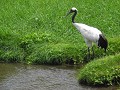 kushiro-kraanvogels-en-wetlands-0607143647