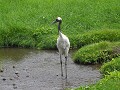 kushiro-kraanvogels-en-wetlands-0607143813