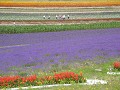 bloemenvelden-bij-furano-en-biei-2605513553