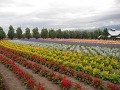 bloemenvelden-bij-furano-en-biei-2605520697