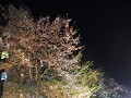 Hanami by night ofte yozakura