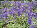 Lavendel