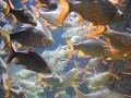 Aquaria KLCC