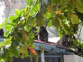 Een familie trillangoeren of dusky leaf monkeys op