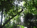 Palenque in het oerwoud